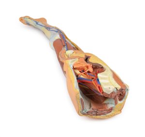 Oppervlakkige Dissectie Been met Mannelijk Bekken, 3D Print
