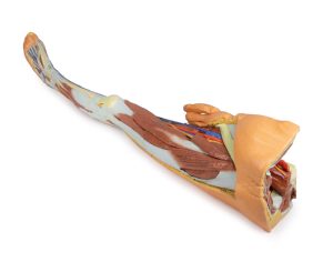 Oppervlakkige Dissectie Been met Mannelijk Bekken, 3D Print