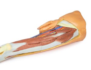 Oppervlakkige Dissectie Been met Mannelijk Bekken, 3D Print