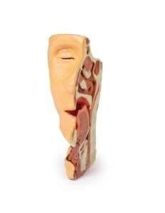 Dissectie Gezicht & Nek - Fossa Infratemporalis, 3D Print
