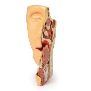 Dissectie Gezicht & Nek - Fossa Infratemporalis, 3D Print