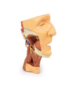 Dissectie Gezicht & Nek - Fossa Infratemporalis, 3D Print