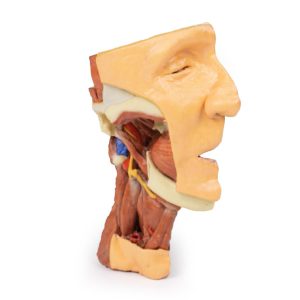 Dissectie Gezicht & Nek - Fossa Infratemporalis, 3D Print