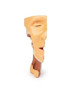Dissectie Gezicht & Nek - Fossa Infratemporalis, 3D Print