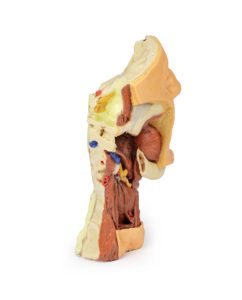 Dissectie Gezicht & Nek - Fossa Infratemporalis, 3D Print