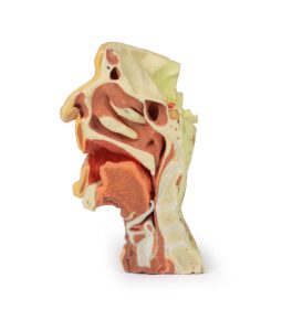 Dissectie Gezicht & Nek - Fossa Infratemporalis, 3D Print