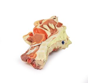 Dissectie Gezicht & Nek - Fossa Infratemporalis, 3D Print