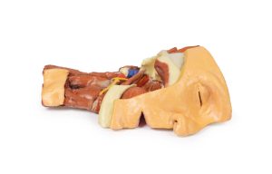 Dissectie Gezicht & Nek - Fossa Infratemporalis, 3D Print