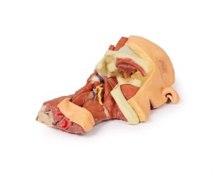 Dissectie Gezicht & Nek - Fossa Infratemporalis, 3D Print