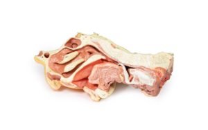Dissectie Gezicht & Nek - Fossa Infratemporalis, 3D Print