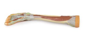 Diepe Dissectie Onderbeen, 3D Print