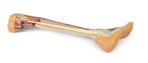 Diepe Dissectie Onderbeen, 3D Print