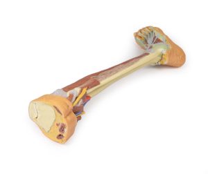 Diepe Dissectie Onderbeen, 3D Print