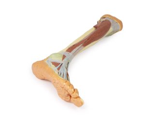 Diepe Dissectie Onderbeen, 3D Print