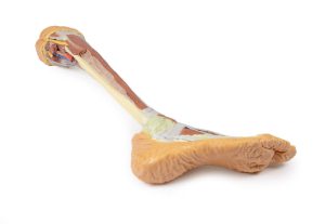 Diepe Dissectie Onderbeen, 3D Print