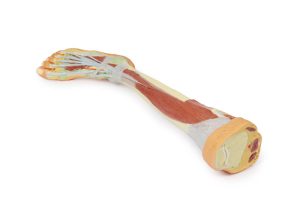 Diepe Dissectie Onderbeen, 3D Print