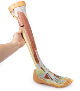 Diepe Dissectie Onderbeen, 3D Print