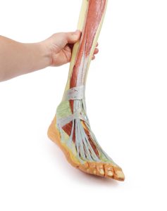 Diepe Dissectie Onderbeen, 3D Print