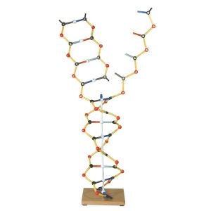 DNA-RNA Model