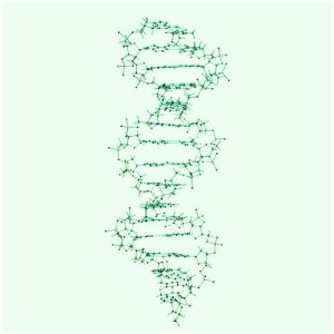 DNA Bouwmodel