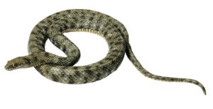 Dobbelsteenslang Model