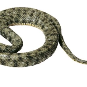 Dobbelsteenslang Model