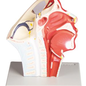 Doorsnede Hoofd met Aders