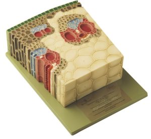 Doorsnede Maisstengel