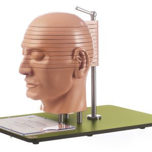Doorsnede model van het hoofd, SOMSO-model