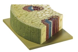 Doorsnede Stengel van de Kruipende Boterbloem