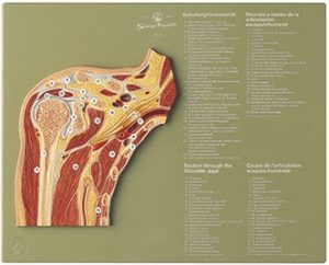 Dwarsdoorsnede Schoudergewricht