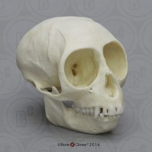 Dwergmeerkat Schedelmodel