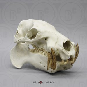 Dwergnijlpaard Schedel Model