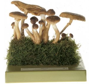 Echte Honingzwam Model