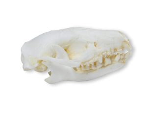 Egel Schedelmodel