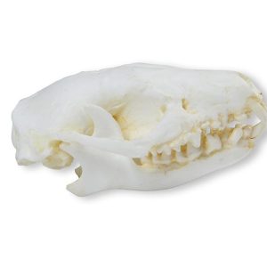 Egel Schedelmodel