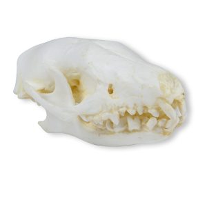 Egel Schedelmodel
