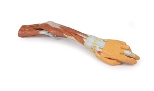 Elleboog, Onderarm & Hand, 3D Print