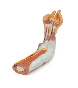 Elleboog, Onderarm & Hand, 3D Print