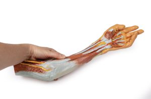 Elleboog, Onderarm & Hand, 3D Print