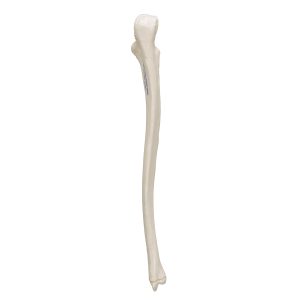 Ellepijp (ulna) model