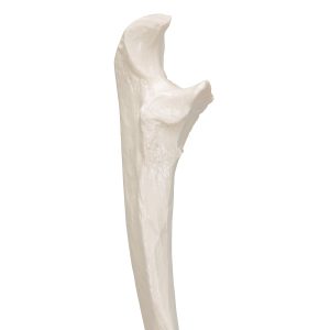 Ellepijp (ulna) model