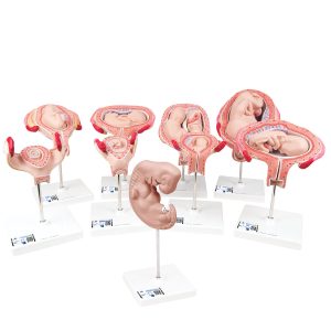 Embryo & Foetus Modellenset, 9-delig