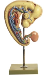 Embryo Kip Model