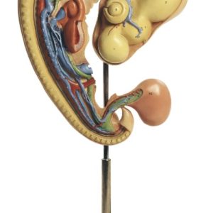 Embryo Kip Model