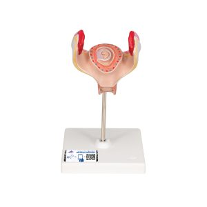 Embryo model 1e maand
