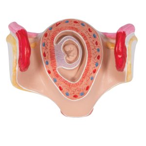 Embryo model 1e maand
