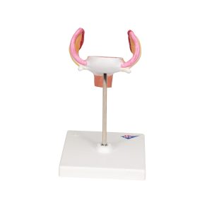 Embryo model 1e maand
