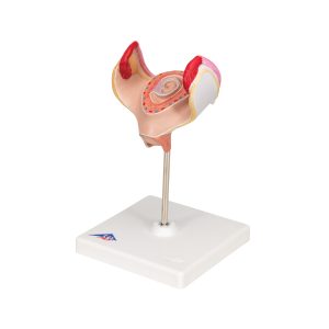 Embryo model 1e maand