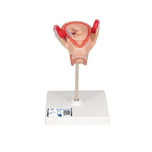 Embryo model 2e maand